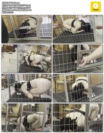 缚予 你的女神我的狗系列